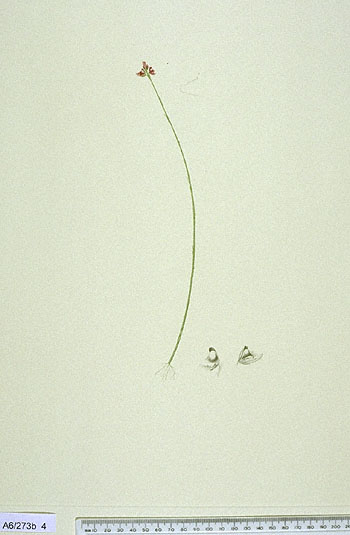 Utricularia caerulea