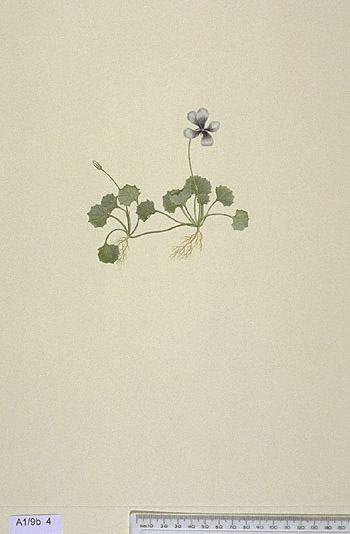 Viola hederacea