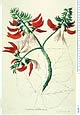 Erythrina variegata