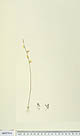Utricularia chrysantha