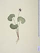 Viola hederacea